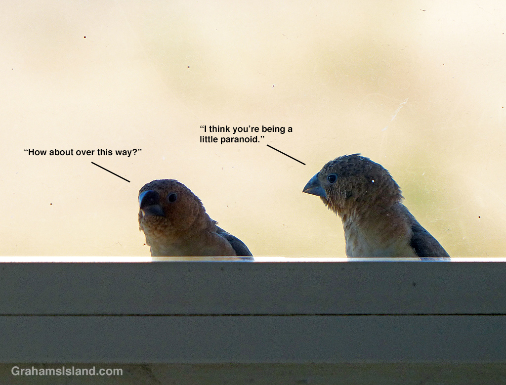 African Silverbills at a window
