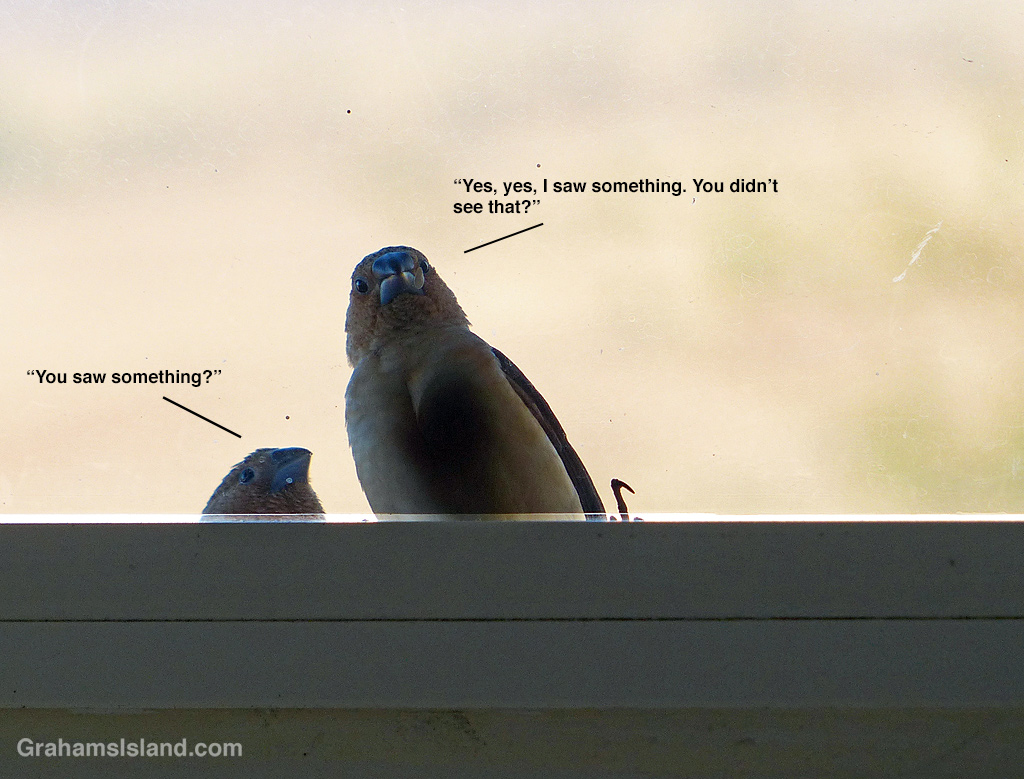 African Silverbills at a window