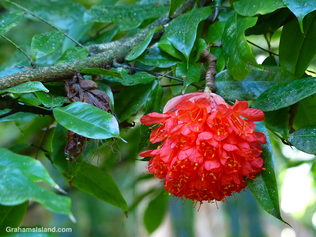 A Brownea Coccinea flower