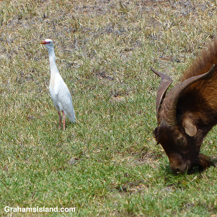 A cattle egret and a goat in Hawaii