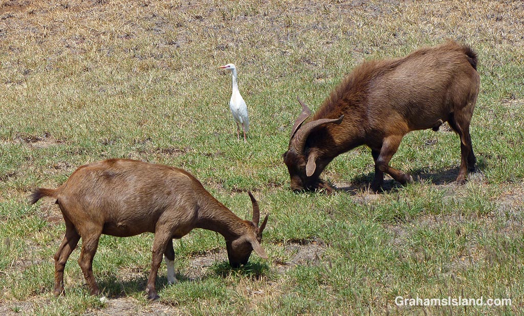 A cattle egret and two goats in Hawaii