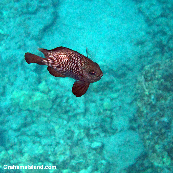 A Hawaiian Dascyllus off the coast of Hawaii