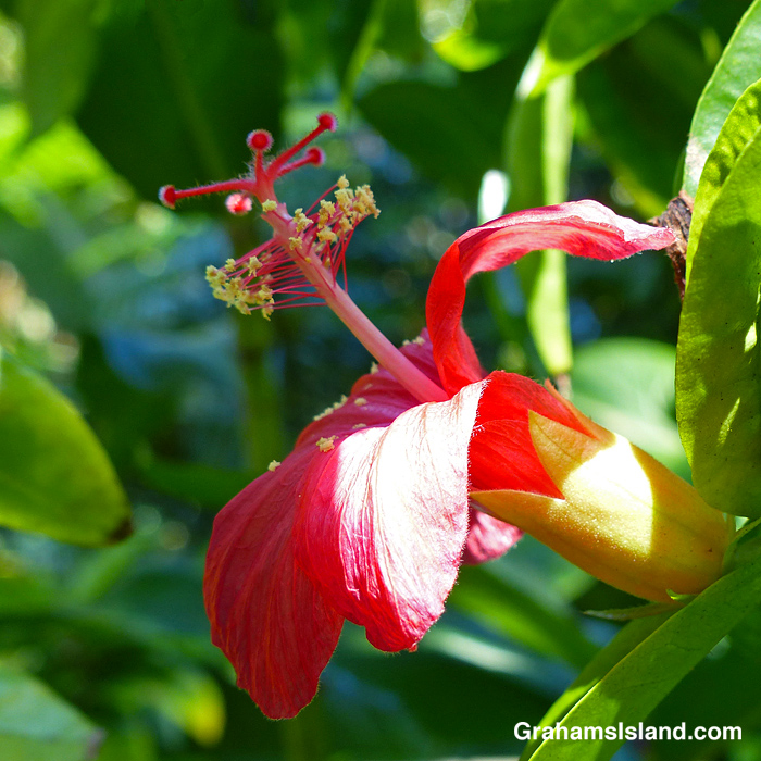 A Hibiscus Clayi flower in Hawaii