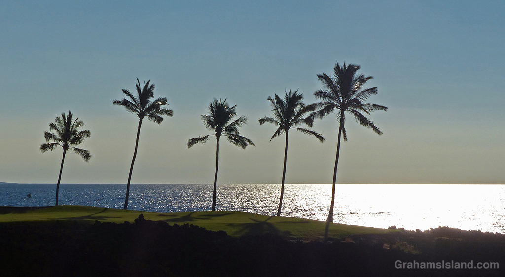 Palm trees on the coast of the Big Island, Hawaii