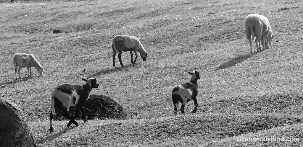 Sheep in black and white