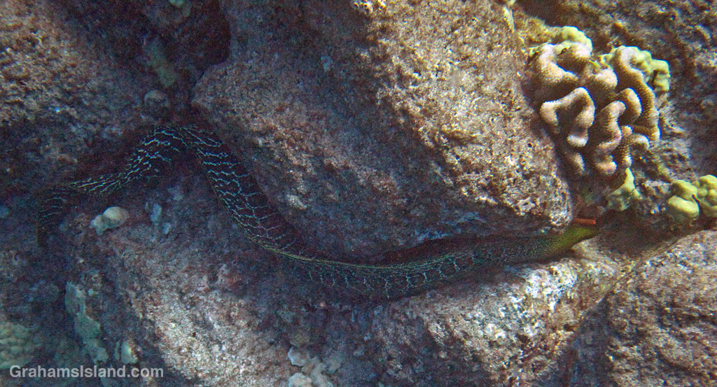 A undulated eel in Hawaii
