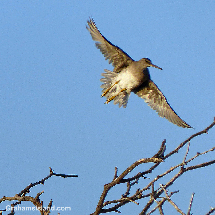 A Wandering Tattler takes off from a tree in Hawaii
