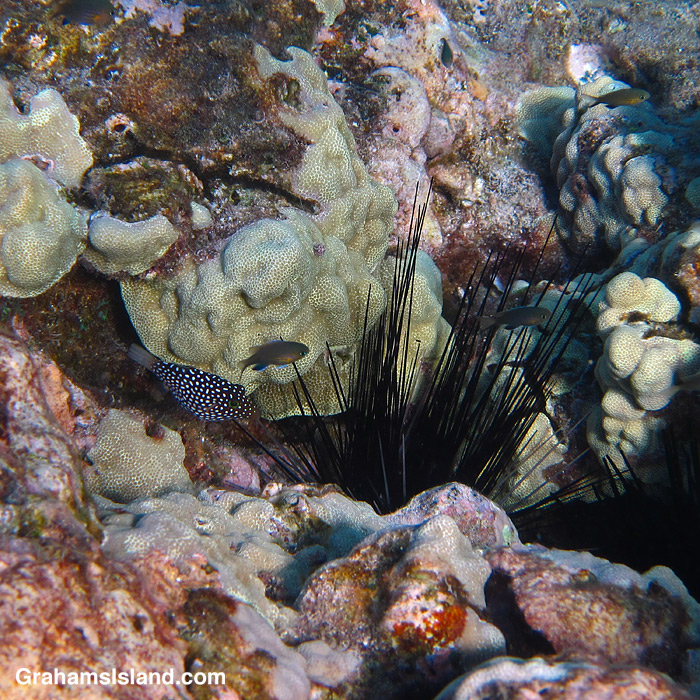 A Whitespotted Toby and a sea urchin in Hawaii