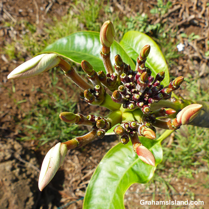Plumeria buds and flowers in Hawaii