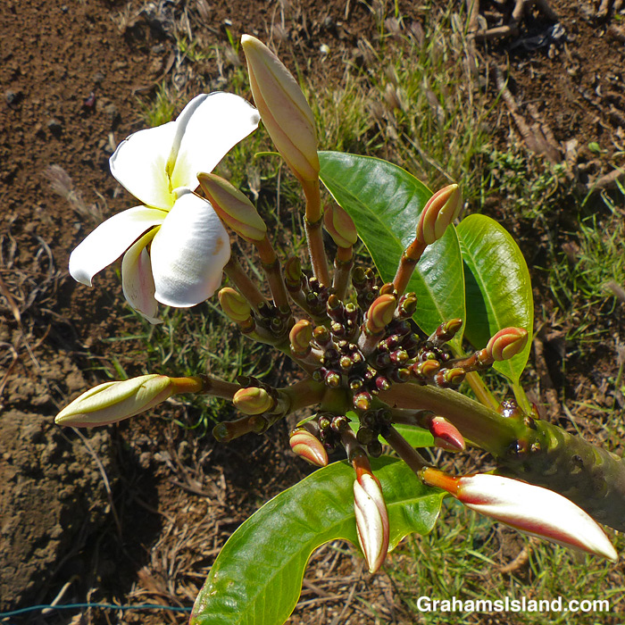 Plumeria buds and flowers in Hawaii