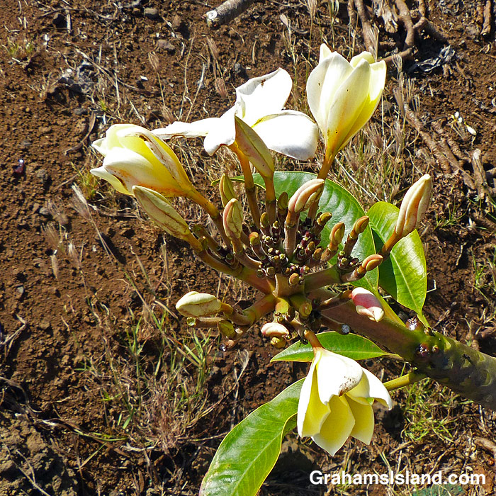Plumeria buds and flowers in Hawaii
