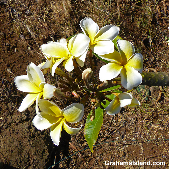 Plumeria buds and flowers in Hawaii