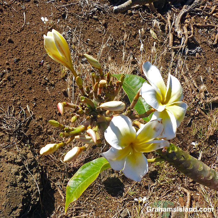 Plumeria buds and flowers in Hawaii