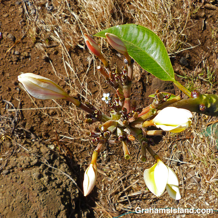 Plumeria buds and flowers in Hawaii