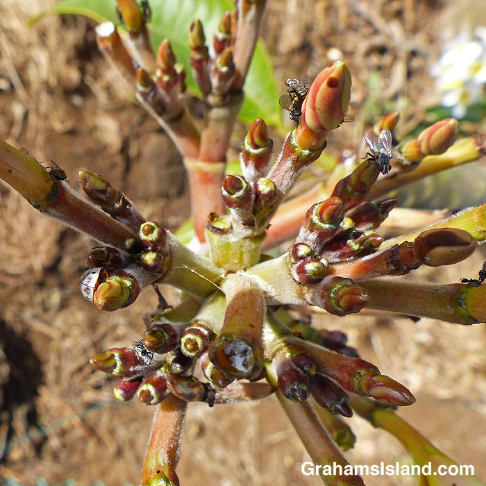 Plumeria buds and flowers in Hawaii