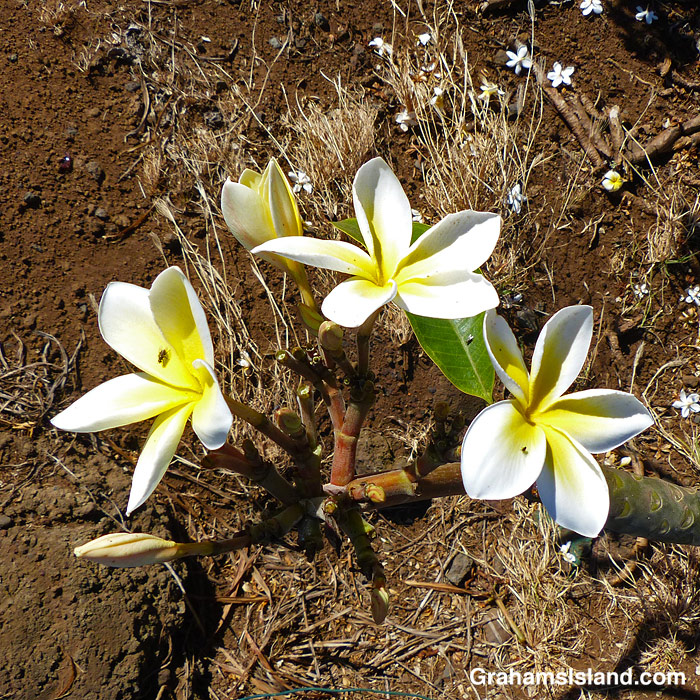 Plumeria buds and flowers in Hawaii