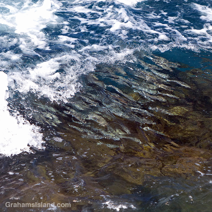 A school of fish dart through white water