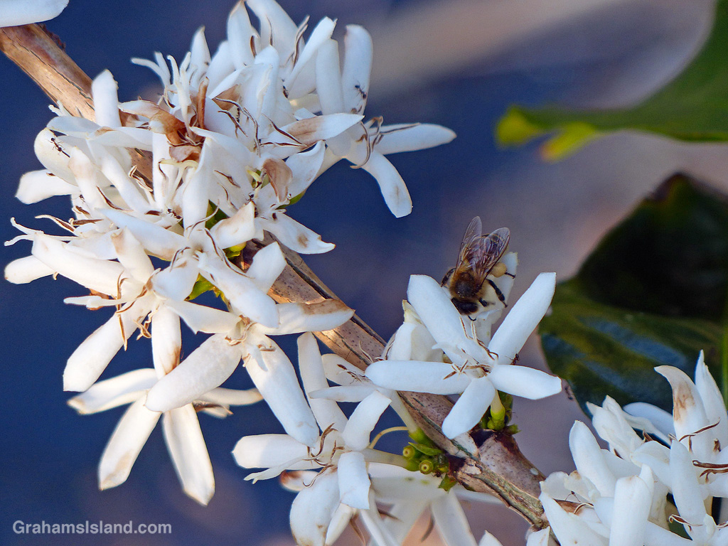 A bee forages on coffee flowers in Hawaii