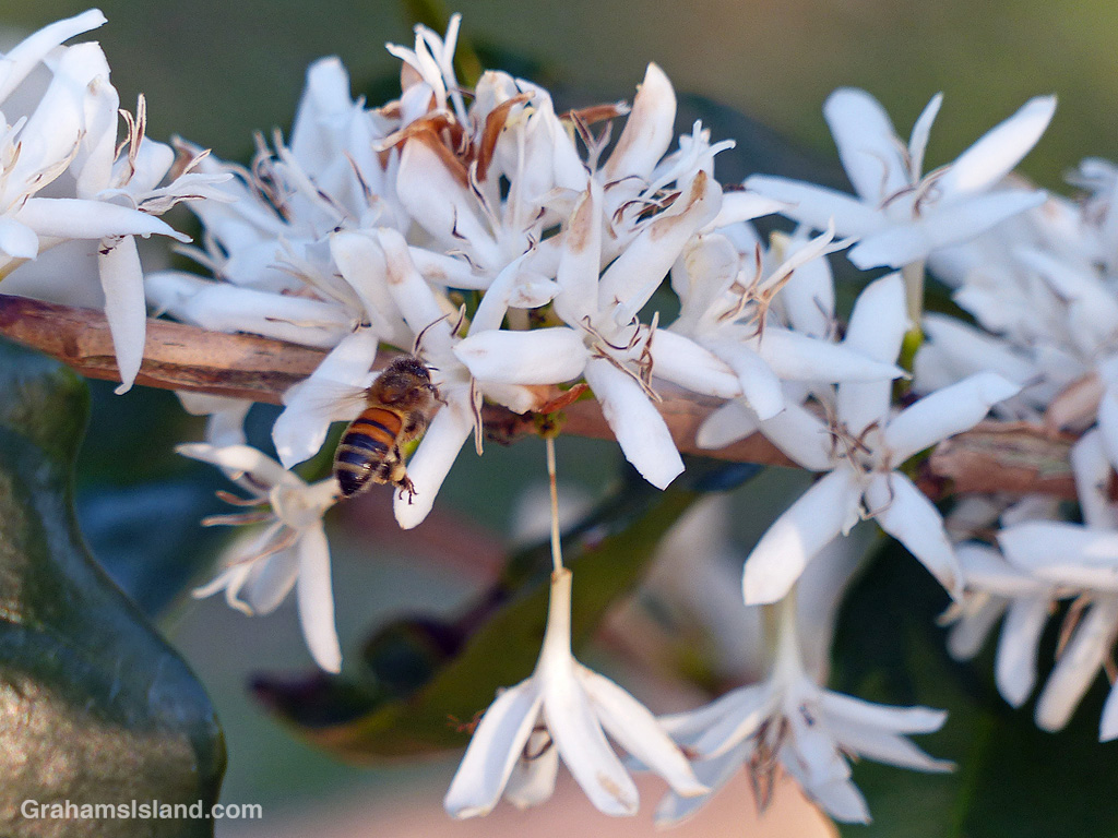 A bee forages on coffee flowers in Hawaii