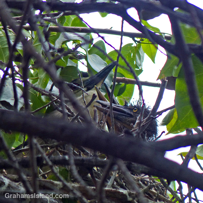 A Black-crowned night heron and her chicks in a nest on the Big Island, Hawaii
