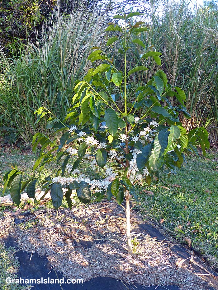 A coffee plant in flower in Hawaii