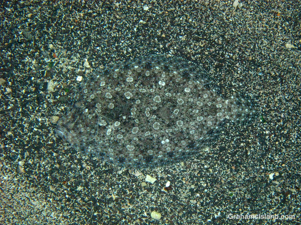 A flowery flounder on the sand in Hawaii