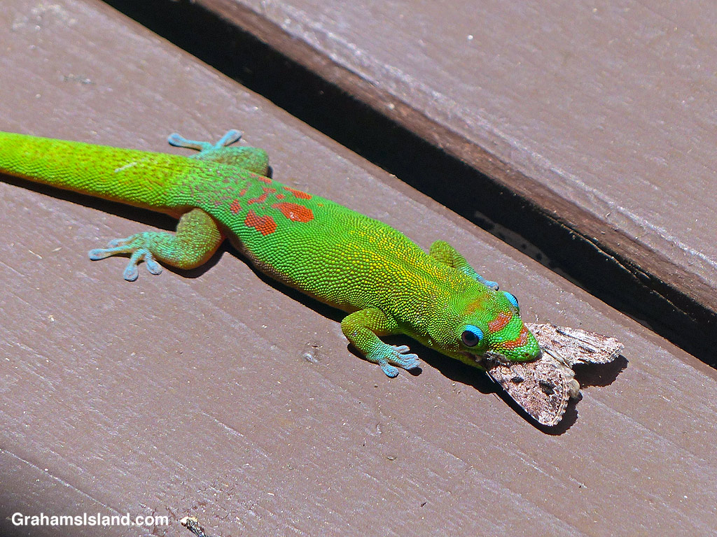 A Gold Dust Day Gecko with a moth in its mouth