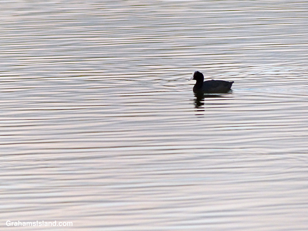 A Hawaiian Coot on ʻAimakapā Fishpond at Kaloko-Honokōhau National Historical Park in Hawaii