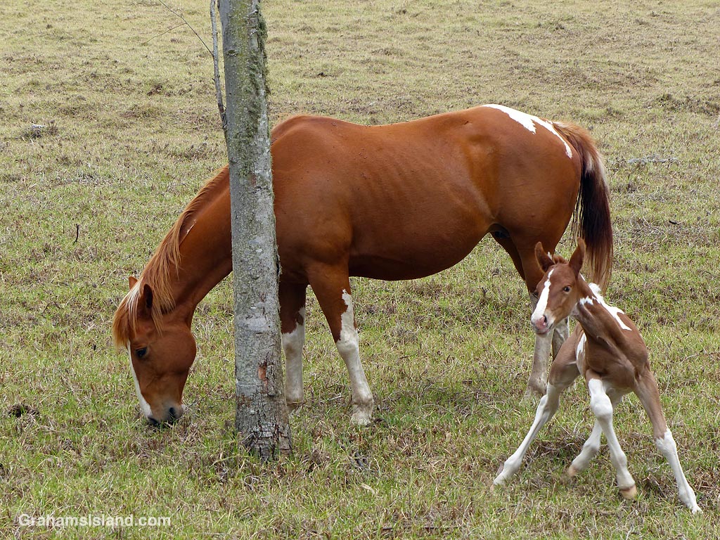 A mare and foal in Hawaii