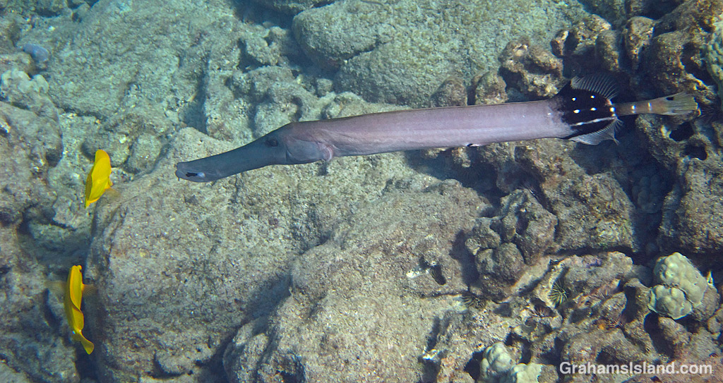 A pacific trumpetfish and two yellow tangs in the waters off Hawaii