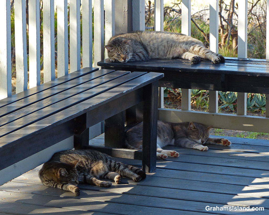 Three cats resting in Hawaii