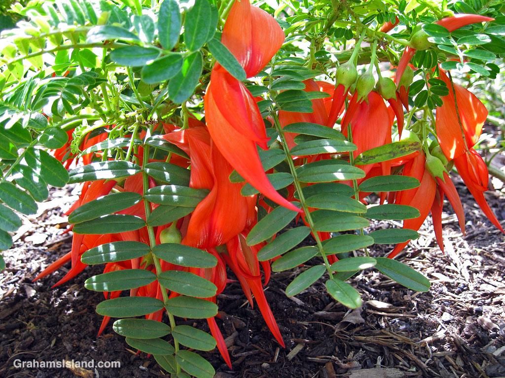 Clianthus puniceus in a tropical garden in Port Townsend, Washington