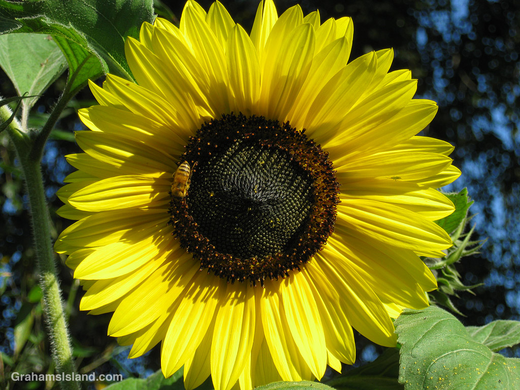 A bee on a sunflower in a tropical garden in Port Townsend, Washington