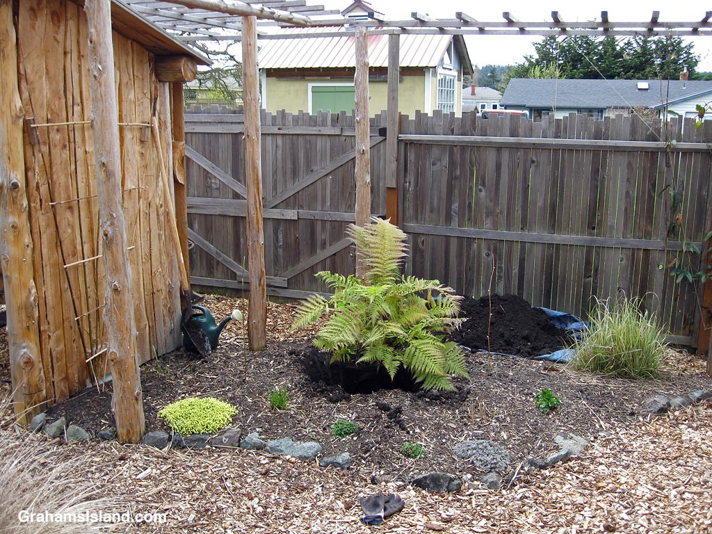 A Dicksonia Antarctica tree fern is planted in a tropical garden in Port Townsend, Washington
