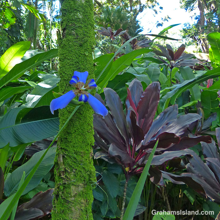 A walking iris flower at Hawai’i Tropical Bioreserve & Garden