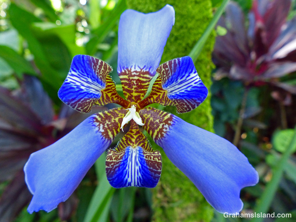 A walking iris flower at Hawai’i Tropical Bioreserve & Garden