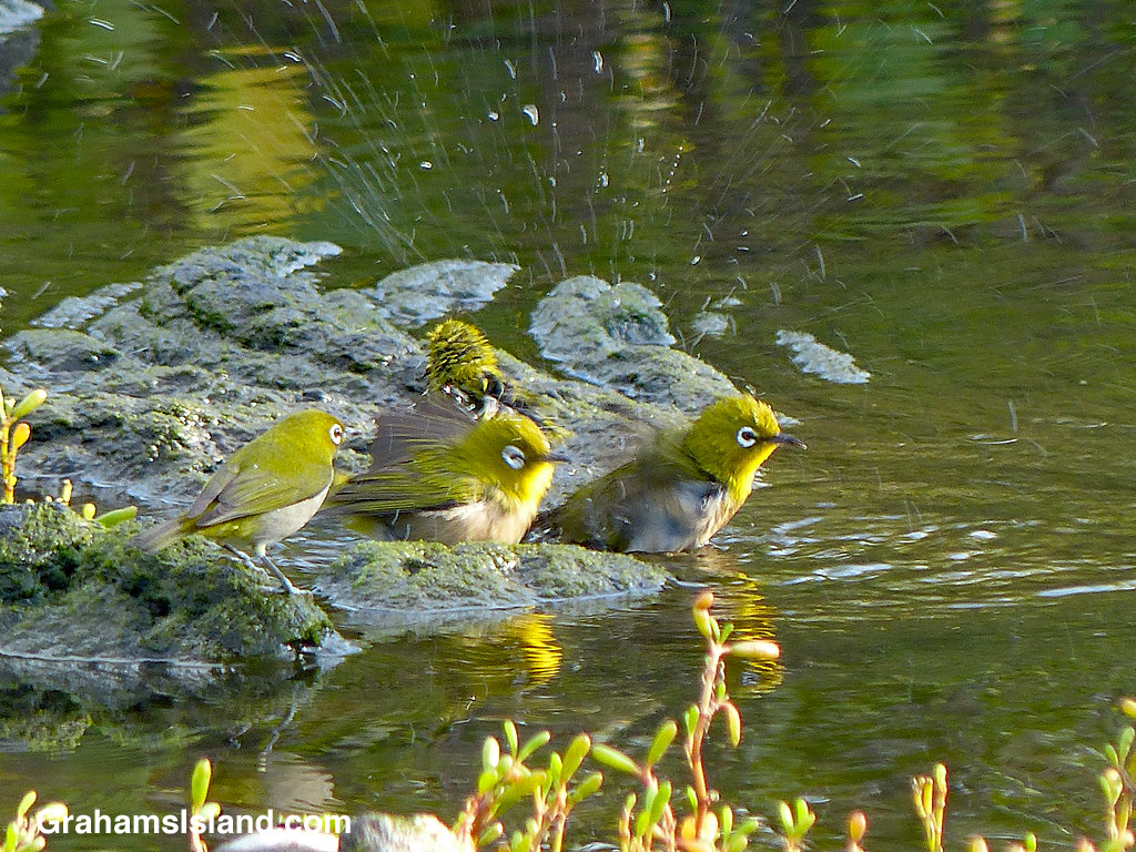 Four Japanese White-eyes bathing in Hawaii