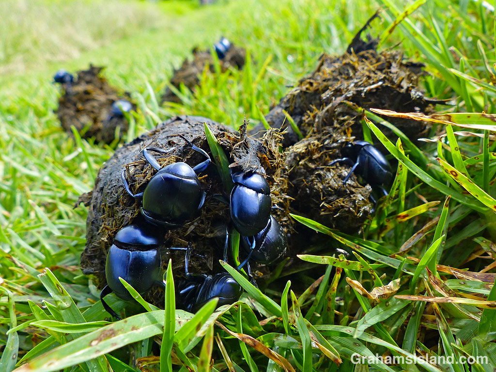 Six dung beetles in Hawaii