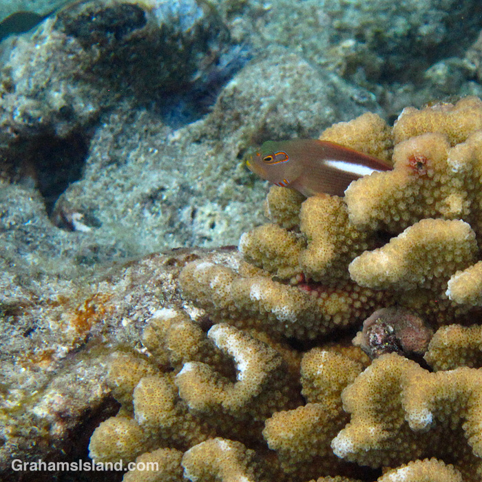 An Arc-eye Hawkfish waits in coral in the waters off Hawaii