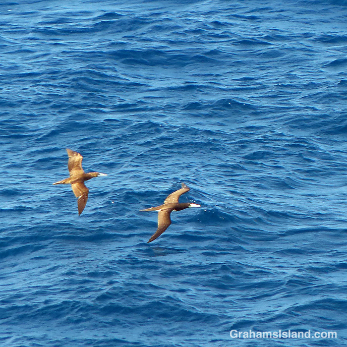 Two Brown Boobies fly over the waters off Hawaii