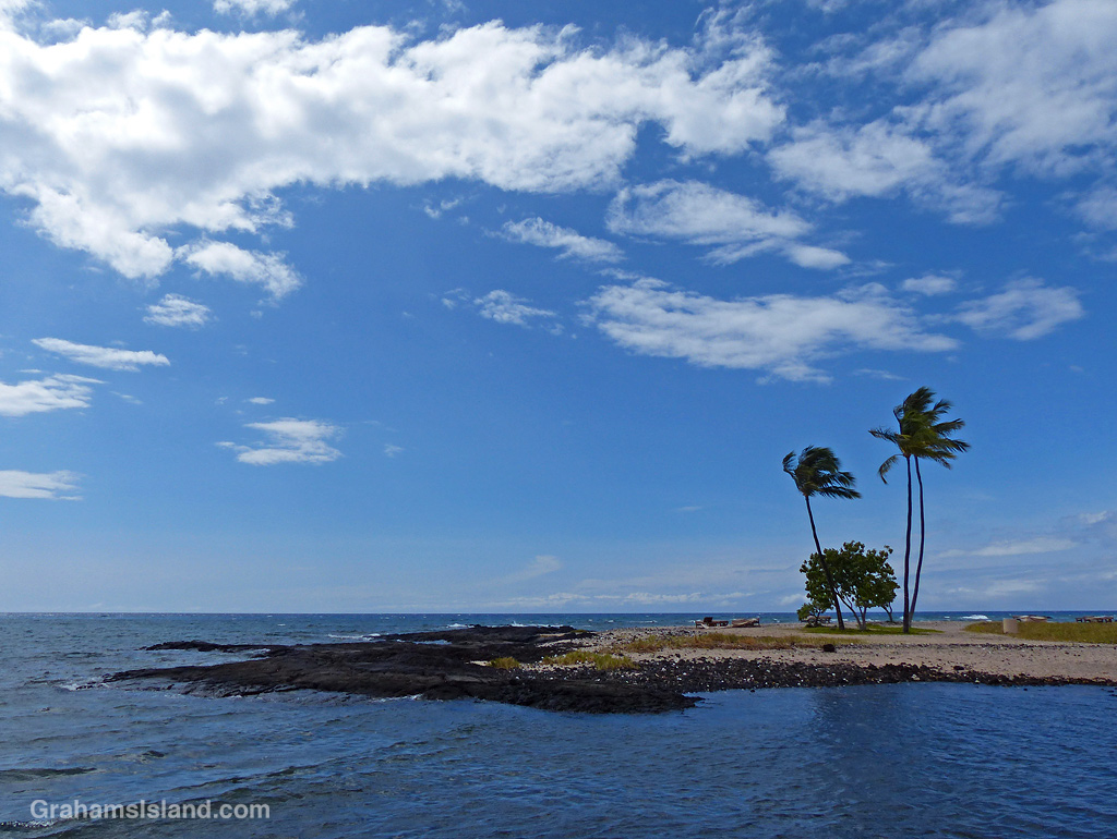 Palm tree on the south kohala coast in Hawaii