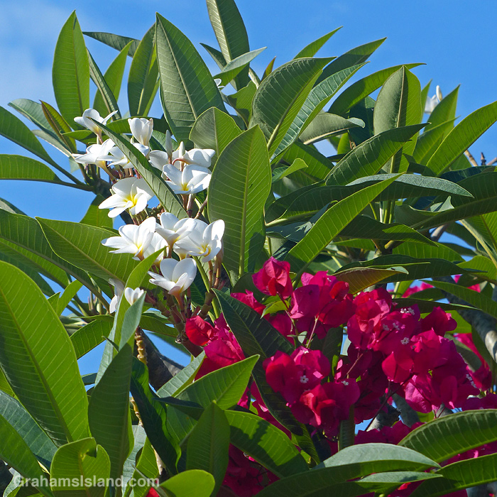 Plumerias and bougainvilleas in Hawaii