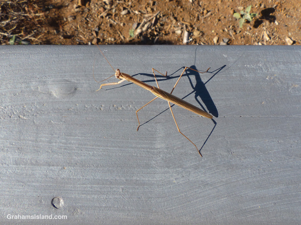 A Praying Mantis casts a shadow on a railing in Hawaii