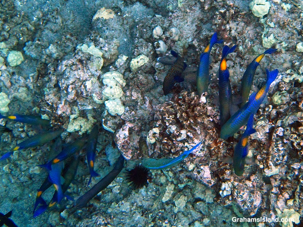 Blue Goatfishes and other fish hunt fro prey in the waters off Hawaii