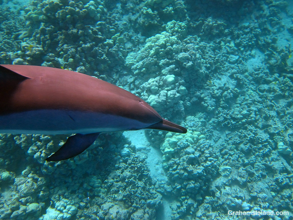 A Spinner Dolphin in the waters off Hawaii