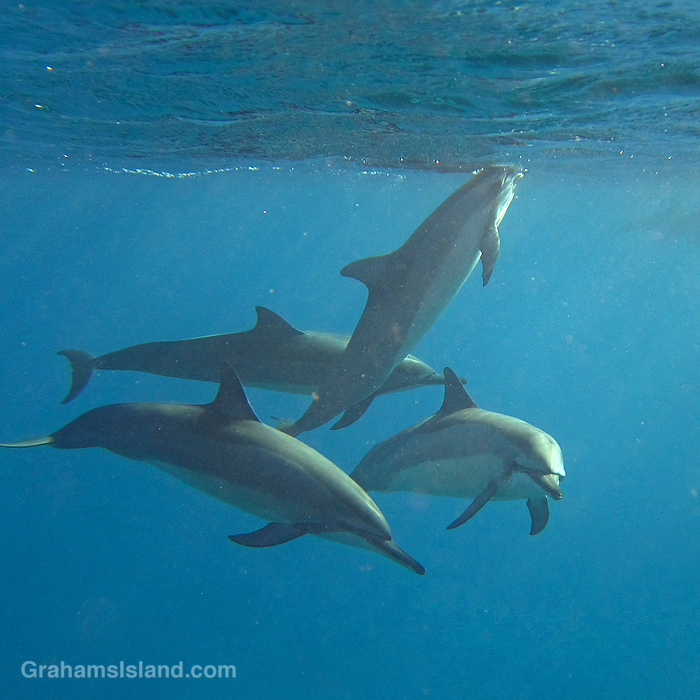Spinner Dolphins in the waters off Hawaii