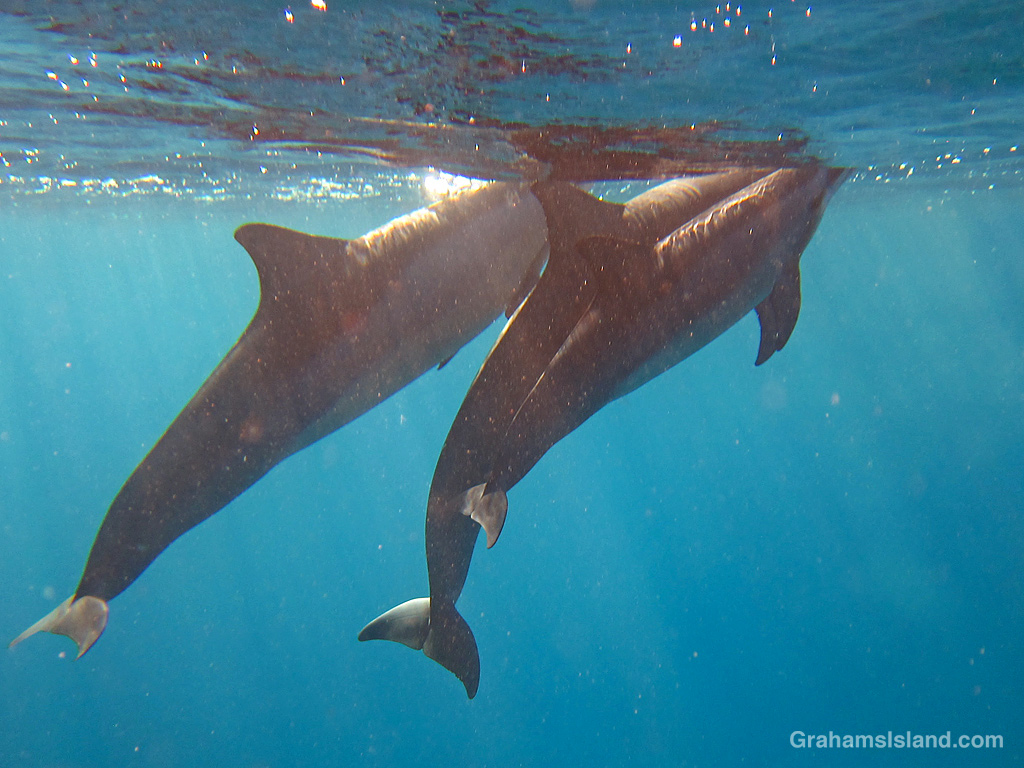 Spinner Dolphins in the waters off Hawaii