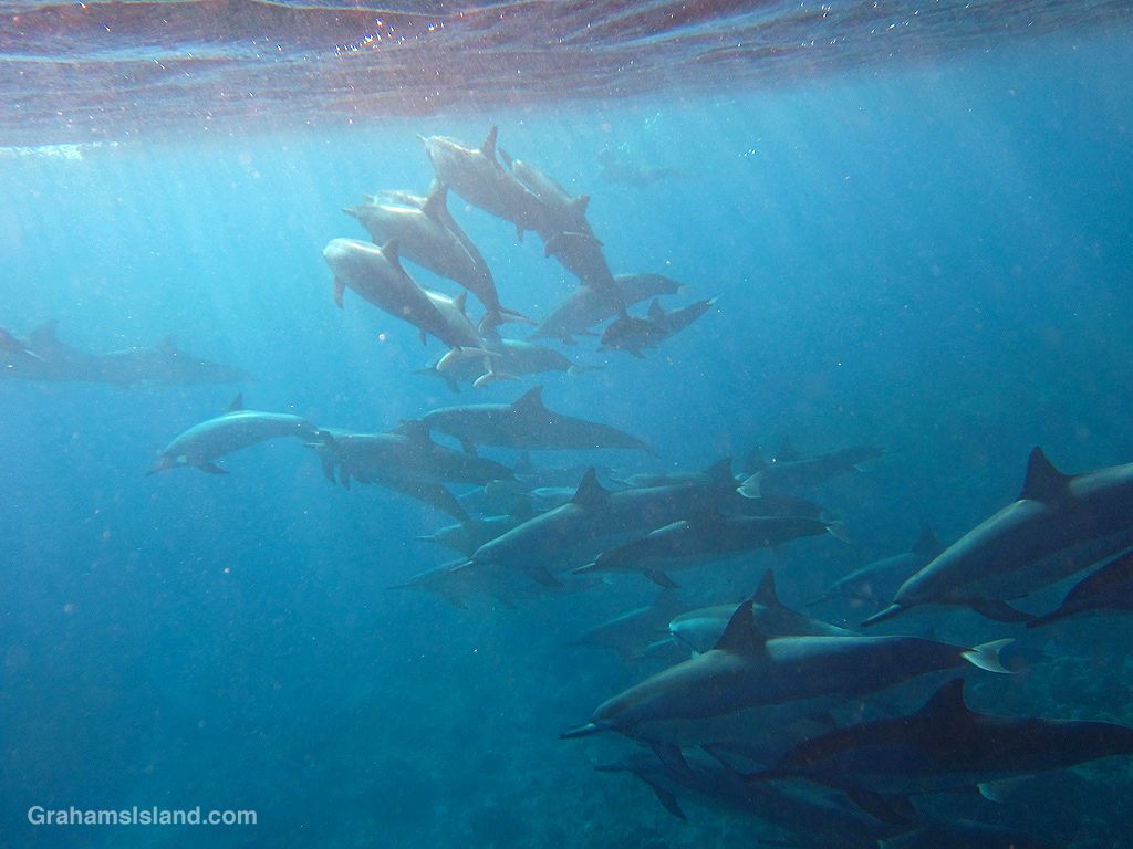 Spinner Dolphins in the waters off Hawaii