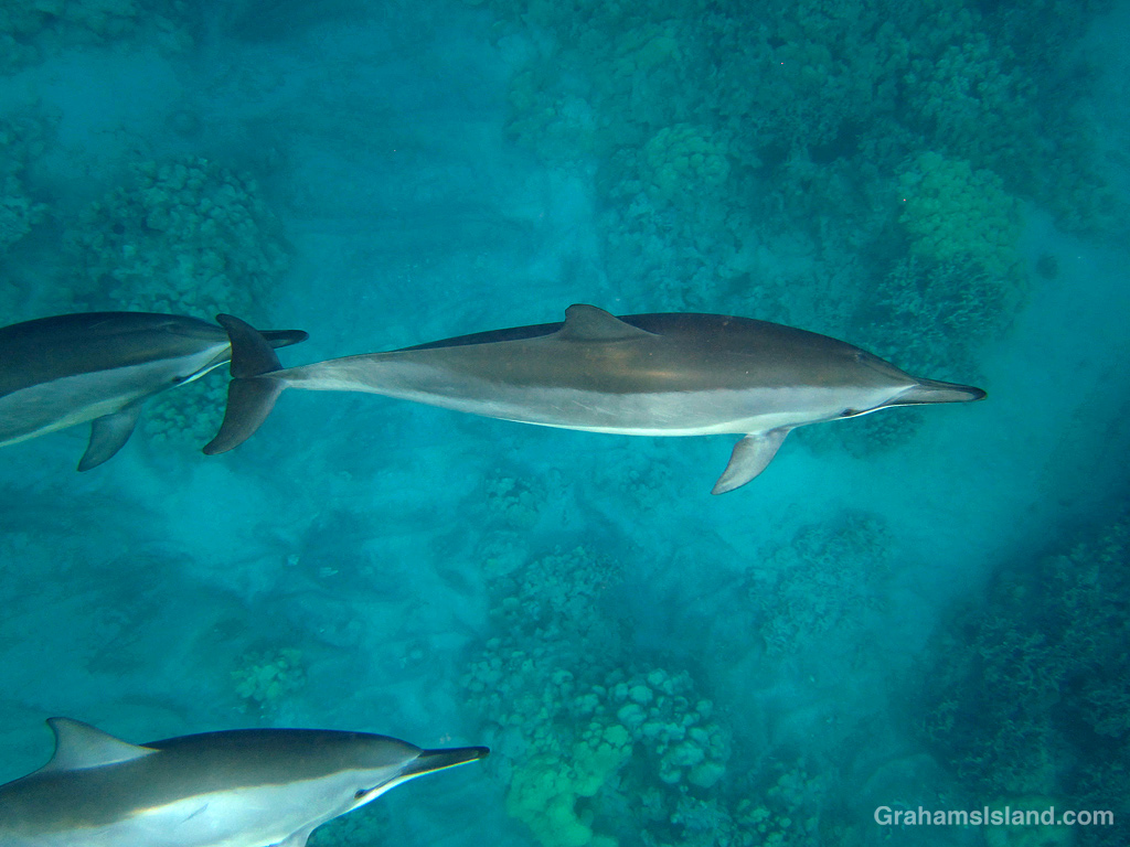 Spinner Dolphins in the waters off Hawaii