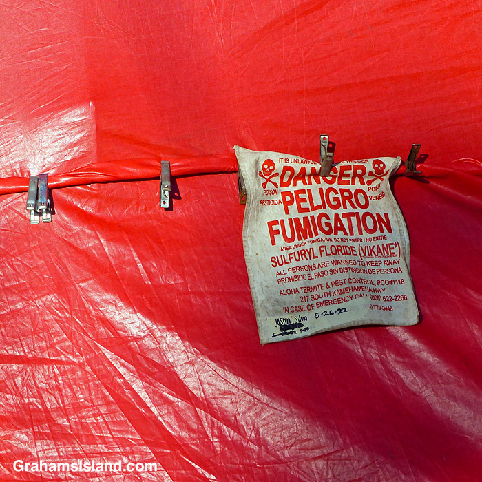 Houses in Hawaii being tented for termites